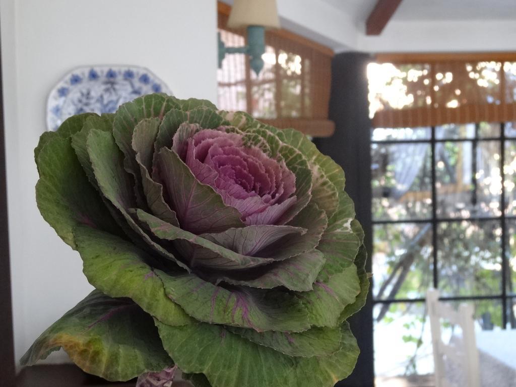 Posada De La Flor โกโลเนีย เดล ซากราเมนโต ห้อง รูปภาพ